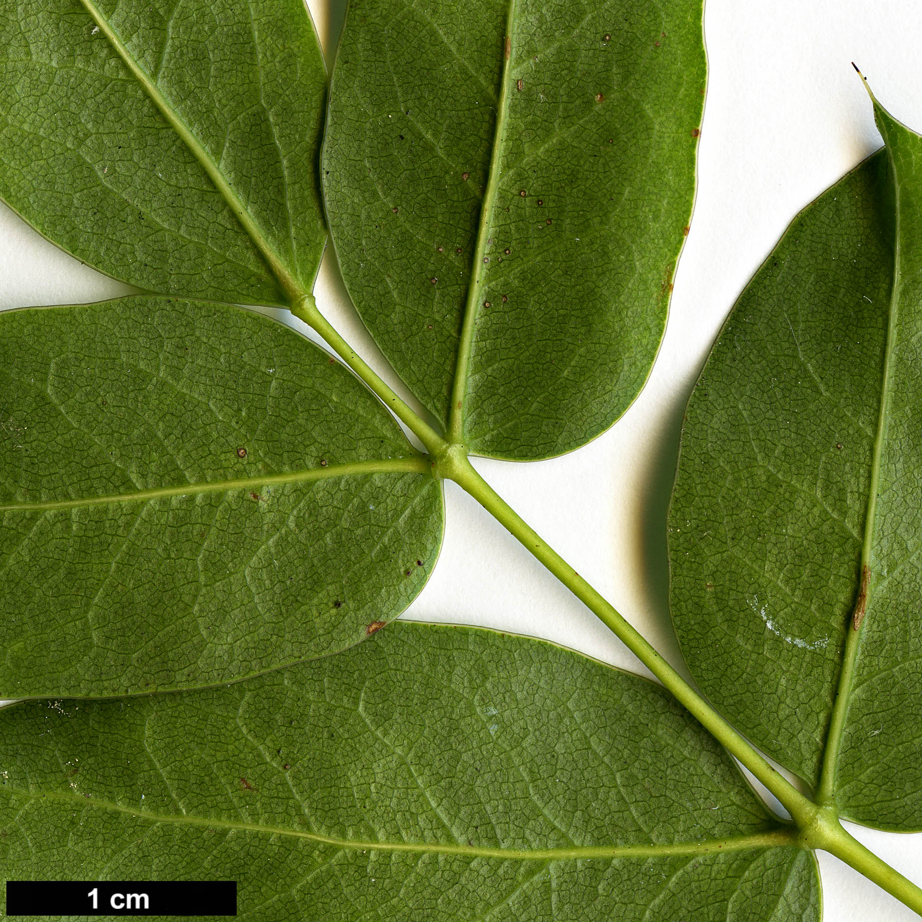 High resolution image: Family: Berberidaceae - Genus: Mahonia - Taxon: pinnata - SpeciesSub: subsp. insularis 'Schnilemoon'